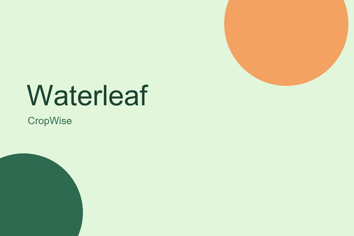 Waterleaf