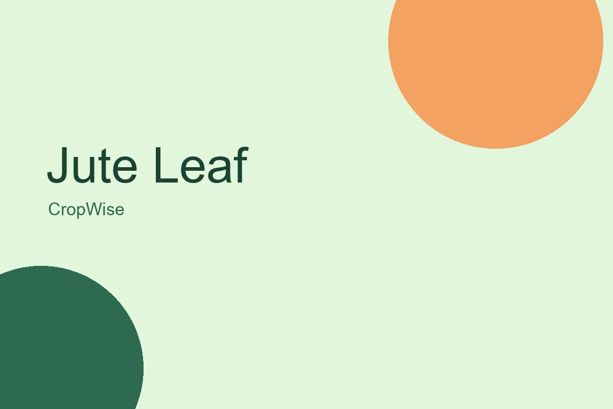 Jute Leaf